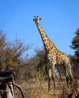 Giraffe-2025_06_26-0462