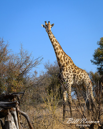 Giraffe-2025_06_26-0462