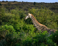 Giraffe-2025_07_03-1708