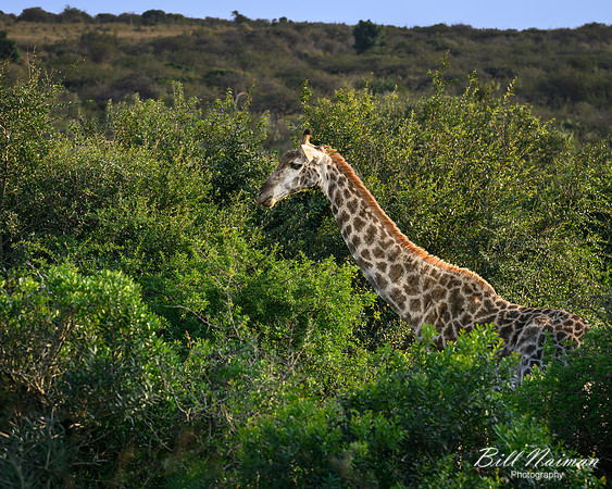 Giraffe-2025_07_03-1708