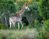Grazers, Browsers, and Scavengers