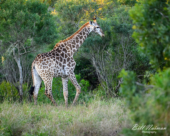 Giraffe-2025_07_01-2031