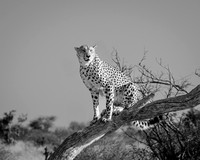 Cheetah Pair in the Morning BW-2025_06_26-0284