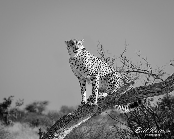 Cheetah Pair in the Morning BW-2025_06_26-0284