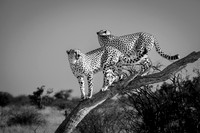 Cheetah Pair in the Morning BW-2025_06_26-0242