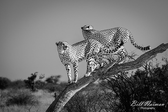 Cheetah Pair in the Morning BW-2025_06_26-0242