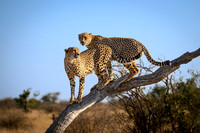 Cheetah Pair in the Morning-2025_06_26-0222