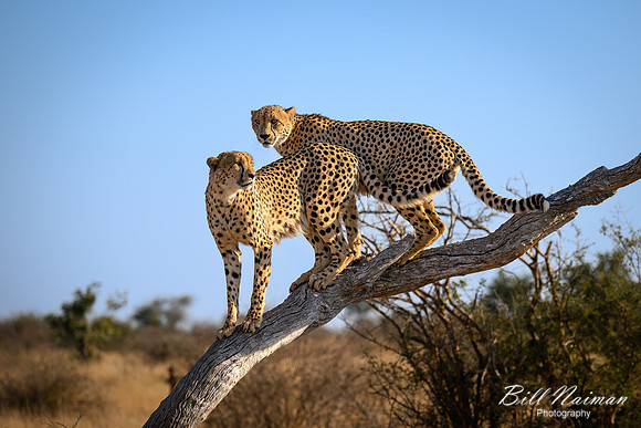 Cheetah Pair in the Morning-2025_06_26-0222