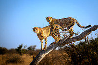 Cheetah Pair in the Morning-2025_06_26-0230