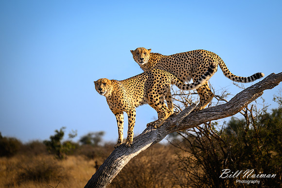 Cheetah Pair in the Morning-2025_06_26-0230
