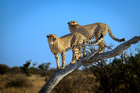 Cheetah Pair in the Morning-2025_06_26-0242