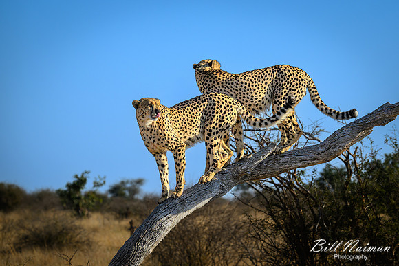 Cheetah Pair in the Morning-2025_06_26-0242