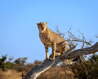 Cats- Cheetah, Leopard, Lions