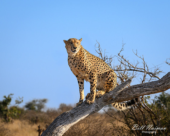 Cheetah Pair in the Morning-2025_06_26-0284