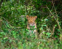 Leopard in Hiding-2025_07_03-2516