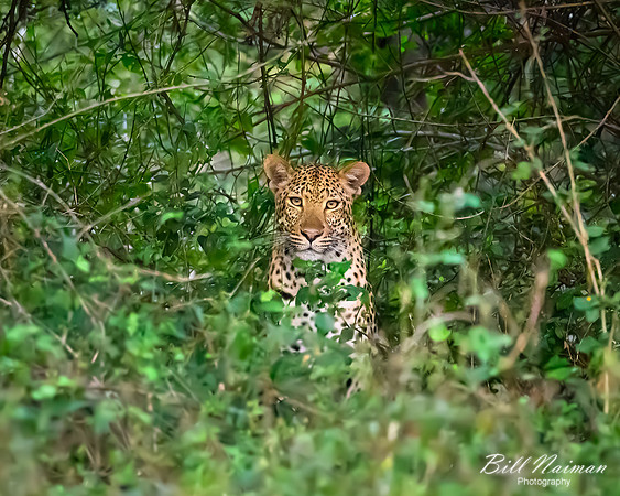 Leopard in Hiding-2025_07_03-2516