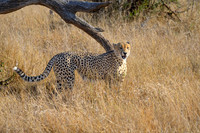Cheetah-2025_06_26-0312