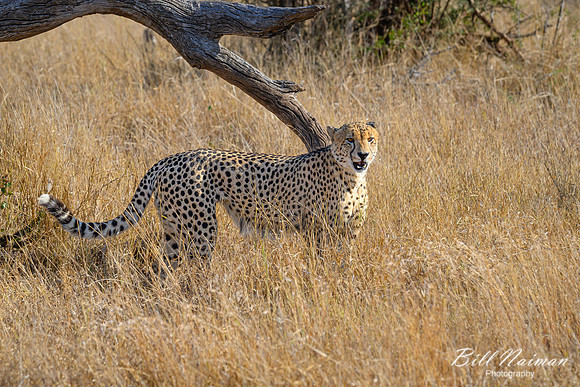 Cheetah-2025_06_26-0312