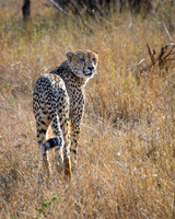 Cheetah-2025_06_26-0367