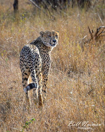 Cheetah-2025_06_26-0367