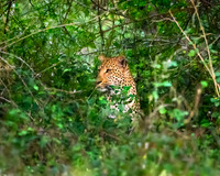 Leopard in Hiding-2025_07_03-2520
