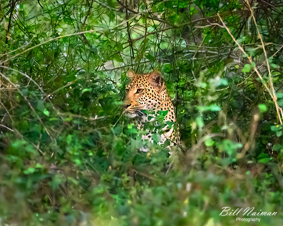 Leopard in Hiding-2025_07_03-2520