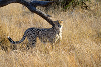 Cheetah-2025_06_26-0316