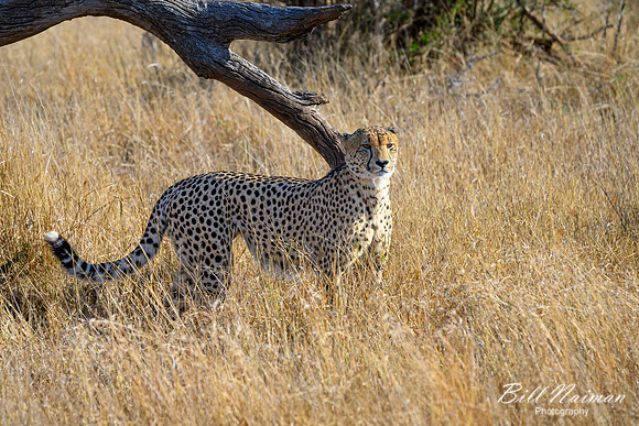 Cheetah-2025_06_26-0316