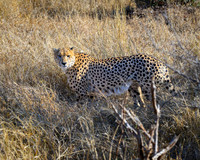 Cheetah-2025_06_26-0373