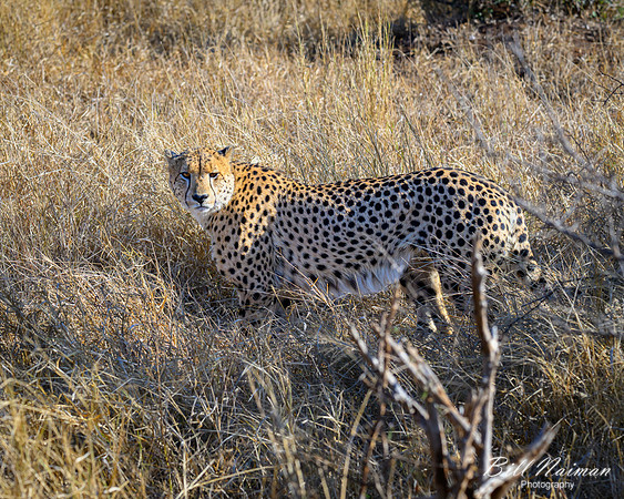 Cheetah-2025_06_26-0373