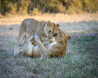 Lion Cubs-2025_07_03-1842