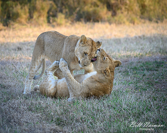 Lion Cubs-2025_07_03-1842