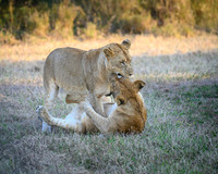 Lion Cubs-2025_07_03-1843