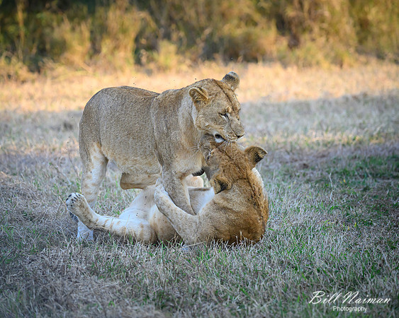 Lion Cubs-2025_07_03-1843