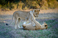 Lion Cubs-2025_07_03-1839