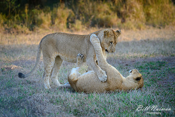 Lion Cubs-2025_07_03-1839