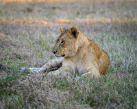 Lion Cubs-2025_07_03-1850