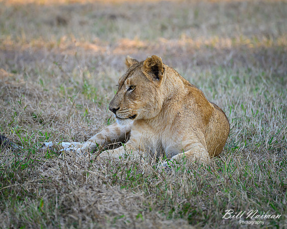 Lion Cubs-2025_07_03-1850
