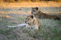 Lion Cubs-2025_07_03-1827