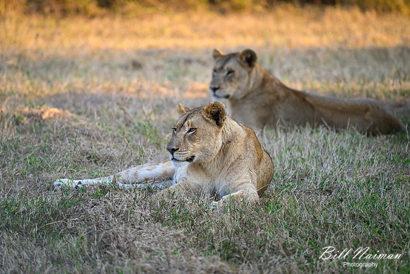 Lion Cubs-2025_07_03-1827
