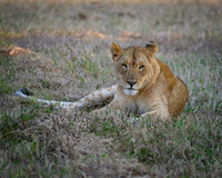 Lion Cubs-2025_07_03-1873