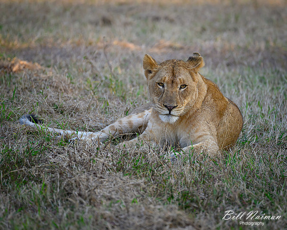 Lion Cubs-2025_07_03-1873