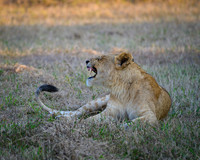Lion Cubs-2025_07_03-1867