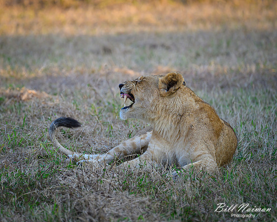 Lion Cubs-2025_07_03-1867