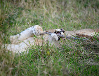 Lion Cubs-2025_07_03-1976