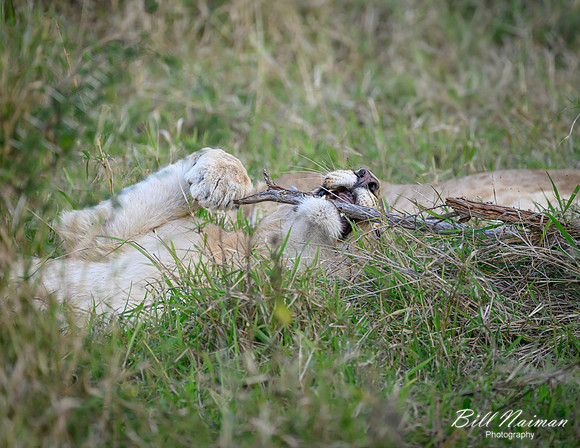 Lion Cubs-2025_07_03-1976