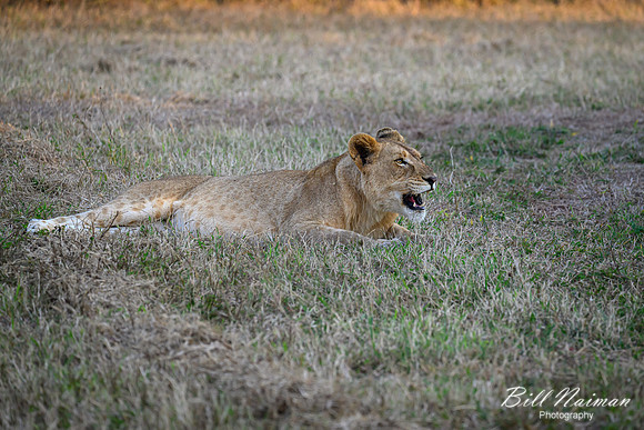 Lion Cubs-2025_07_03-1889