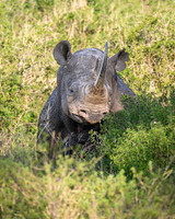 Rhinoceros-2025_07_01-1753-2