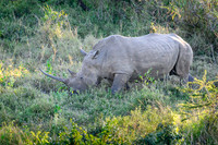 Rhinoceros-2025_07_01-1950-2