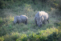 Rhinoceros-2025_07_01-1959-2